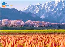 Tour Nhật Bản Cung Đường Romantic Mùa Hoa Anh Đào 2026